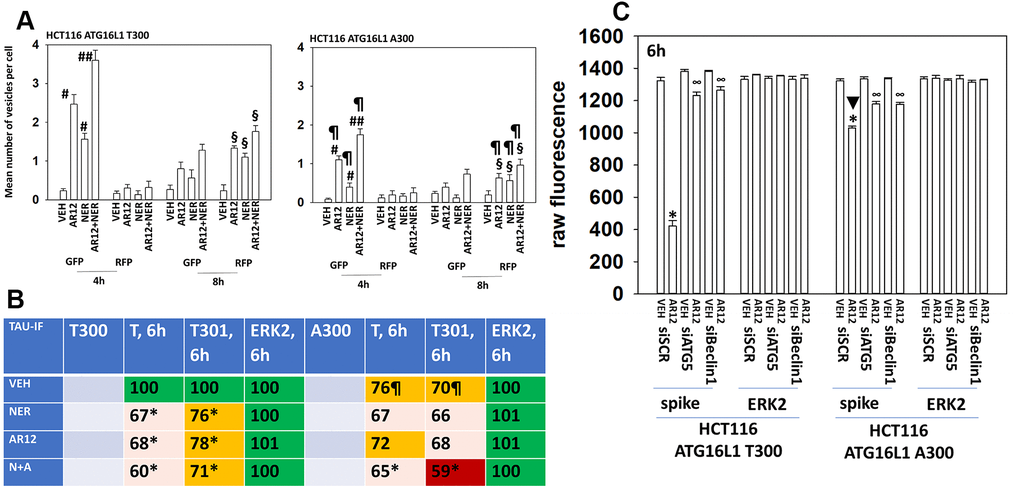 Autophagy is compromised in HCT116 ATG16L1 A300 cells; cells that are less capable of expressing Tau. (A) Isogenic HCT116 ATG16L1 T300 and HCT116 ATG16L1 A300 cells were transfected with a plasmid to express LC3-GFP-RFP. After 24h, cells were treated with vehicle control, AR12 (2 μM), neratinib (50 nM) or the drugs in combination for 4h or 8h. Randomly cells (> 50 per data point) were examined 4h and 8h after drug exposure and the mean number of GFP+ and RFP+ intense staining punctae determined under each condition (n = 3 +/-SD) # p B) HCT116 cells (ATG16L1 T300 and ATG16L1 A300) were transfected with a plasmid to express Tau-GFP. After 24h, cells were treated with vehicle control, AR12 (2 μM), neratinib (50 nM) or the drugs in combination for 6h. Cells were fixed in place and in cell immunostaining performed to determine Tau expression (n = 3 +/-SD) * p C) HCT116 cells (ATG16L1 T300 and ATG16L1 A300) were transfected with a plasmid to express the SARS-CoV-2 spike protein and in parallel with a scrambled siRNA or with siRNA molecules to knock down expression of Beclin1 or ATG5. After 24h cells were treated with vehicle control or AR12 (2 μM) for 6h. Cells were fixed in place and in cell immunostaining performed to determine SARS-CoV-2 spike expression: raw fluorescence data is presented from a representative study performed in triplicate (n = 3 +/-SD) * p 