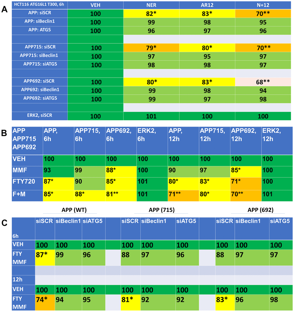 Drug combinations reduce the expression of amyloid precursor protein (APP) via autophagy. (A) HCT116 ATG16L1 T300 cells were transfected to express wild type APP or mutant APP proteins, APP715 or APP692. In parallel, cells were transfected with a scrambled siRNA control or with siRNA molecules to knock down the expression of Beclin1 or ATG5. After 24h, cells were treated with vehicle control, neratinib (50 nM), AR12 (2 μM) or the drugs in combination for 6h. Cells were fixed in place and the expression of APPs determined by in-cell immuno-staining. (n = 3 +/-SD). * p B) HCT116 ATG16L1 T300 cells were transfected with plasmids to express wild type APP, APP715 or APP692. After 24h, cells were treated with vehicle control, fingolimod (FTY, 100 nM), MMF (5 μM) or the drugs in combination for 6h or 12h. Cells were fixed in place and the expression of the APPs determined by in-cell immuno-staining. (n = 3 +/-SD). * p C) HCT116 ATG16L1 T300 cells were transfected to express wild type APP or mutant APP proteins, APP715 or APP692. In parallel, cells were transfected with a scrambled siRNA control or with siRNA molecules to knock down the expression of Beclin1 or ATG5. After 24h, cells were treated with vehicle control or with [fingolimod, 100 nM plus MMF, 5 μM]. After 6h cells were fixed in place and the expression of the APPs determined by in-cell immuno-staining. (n = 3 +/-SD). * p 