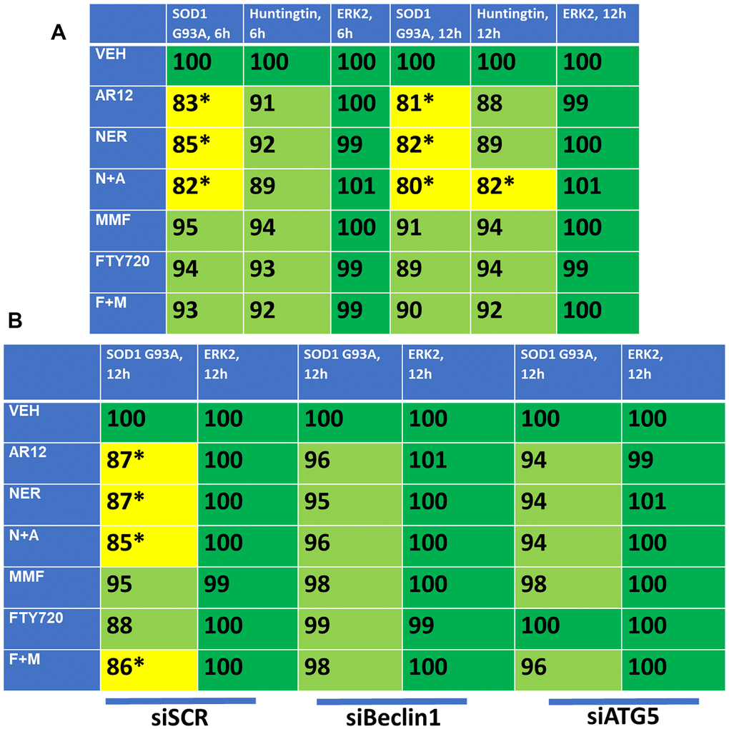 AR12 and neratinib in combination reduce the expression of SOD1 G93A and mutant CAG repeat Huntingtin via autophagy. (A) HCT116 ATG16L1 T300 cells were transfected to express SOD1 G93A or CAG 145 repeat Huntingtin. Twenty-four h later, cells were treated with vehicle control, neratinib (50 nM), AR12 (2 μM), fingolimod (FTY, 100 nM), MMF (5 μM) or the drugs in combination as indicated for 6h or 12h. Cells were fixed in place and the expression of each protein plus ERK2 as a loading control determined by in-cell immuno-staining. (n = 3 +/-SD). * p B) HCT116 ATG16L1 T300 cells were transfected to express SOD1 G93A and co-transfected with a scrambled siRNA or with siRNA molecules to knock down either Beclin1 or ATG5. Twenty-four h later, cells were treated with vehicle control, neratinib (50 nM), AR12 (2 μM), fingolimod (FTY, 100 nM), MMF (5 μM) or the drugs in combination as indicated for 12h. Cells were fixed in place and the expression of each protein plus total ERK2 as a loading control determined by in-cell immuno-staining. (n = 3 +/-SD). * p 