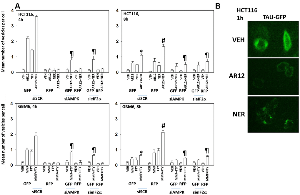 Drug interactions promoting eIF2α-dependent autophagosome formation and autophagic flux. (A) HCT116 ATG16L1 T300 and GBM6 cells were transfected with a plasmid to express LC3-GFP-RFP and in parallel with a scrambled siRNA or with siRNA molecules to knock down the expression of eIF2α or AMPKα1. After 24h, cells were treated with vehicle control, AR12 (2 μM), neratinib (50 nM), MMF (5 μM), fingolimod (FTY, 100 nM) or the drugs in combination as indicated in the graphs. Randomly cells (> 50 per data point) were examined 4h and 8h after drug exposure and the mean number of GFP+ and RFP+ intense staining punctae determined under each condition (n = 3 +/-SD) * p B) HCT116 ATG16L1 T300 cells were transfected with a plasmid to express wild type Tau-GFP. After 24h, cells were treated with vehicle control, AR12 (2 μM) or neratinib (50 nM). Cells were fixed after 1h. Cells were fixed in place and the detection of Tau levels determined using GFP tag fluorescence (10X).