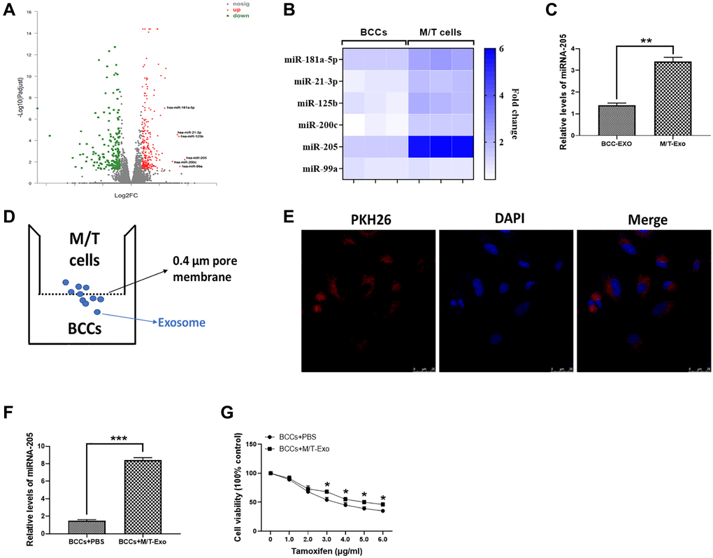 Upregulation of miRNA-205 is associated with the tamoxifen resistance of breast cancer cells (BCCs). (A) Volcano plot of miRNA profile in BCCs and M/T cells, as determined by microarray analysis. (B) The expressions of miRNAs in BCCs and M/T cells, as shown through the heat map. (C) The expression of miRNA-205 in exosomes isolated from BCCs and M/T cells. (D) Graphic illustration of the coculture system. The M/T cells (upper chamber) and BCCs (lower chamber) were separated by a 0.4 μm pore membrane, which only allows the passage of exosomes, but not large molecules. (E) PKH26-labeled (red fluorescence) M/T exosomes were taken up by DAPI-stained BCCs (blue fluorescence), as photographed using the confocal microscopy. Scale bar = 25 μm. (F) The expression of miRNA-205 in BCCs treated with PBS or M/T-Exo. (G) Cell viability of BCCs treated with PBS or M/T-Exo. Values are means ± SD. *P **P ***P 