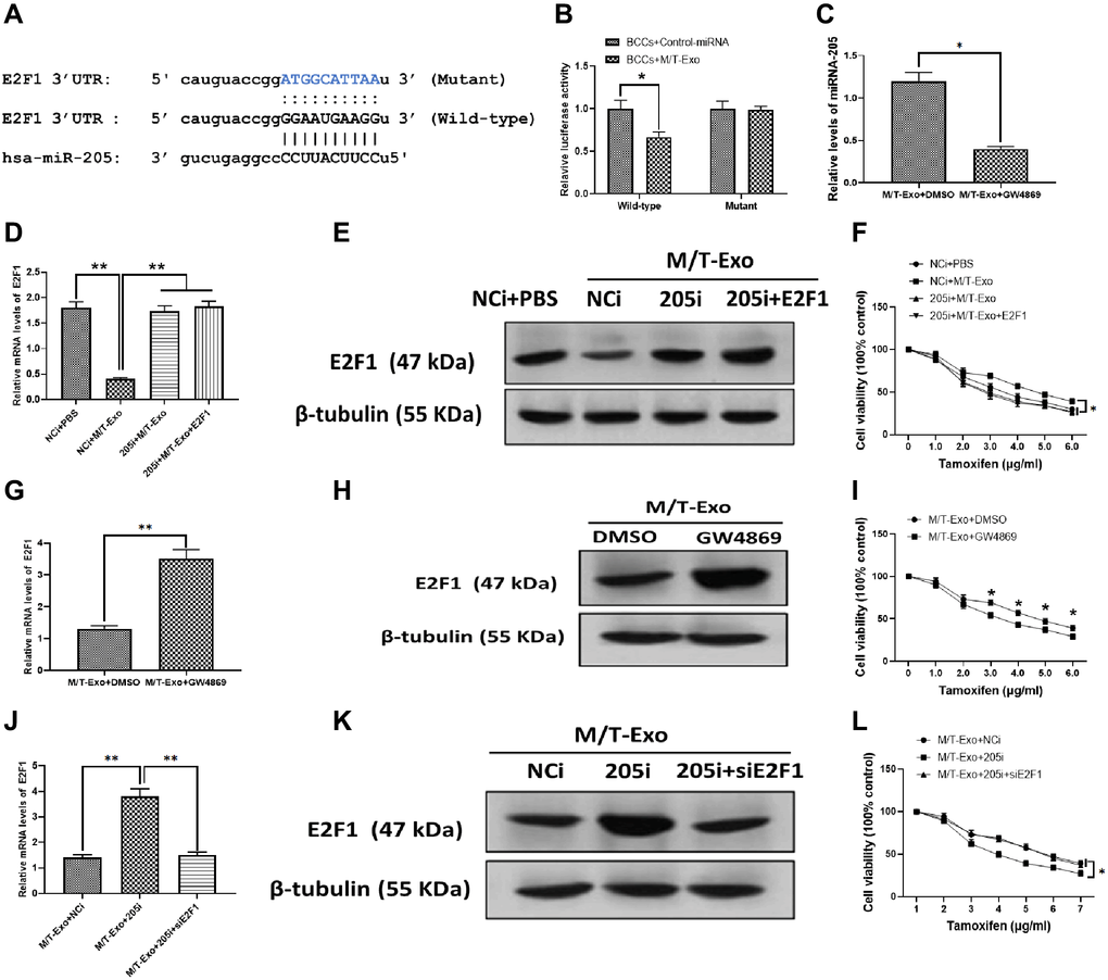 M/T-Exo miRNA-205 enhances the tamoxifen resistance of breast cancer cells (BCCs) via targeting E2F1. (A) The putative sequence of miRNA-205 binding sites in the 3′UTR of E2F1. (B) Relative luciferase activity. (C) The expression of miRNA-205 in M/T-Exo-cocultured BCCs treated with DMSO or GW4869. (D–E) The mRNA and protein expressions of E2F1 in M/T-Exo-cocultured BCCs treated with the negative control miRNA-205 inhibitor (NCi), miRNA-205 inhibitor (205i), or the combination of 205i and lentiviral vector carrying E2F1 (E2F1). (F) Cell viability of M/T-Exo-cocultured BCCs treated with the negative control miRNA-205 inhibitor (NCi), miRNA-205 inhibitor (205i), or the combination of 205i and lentiviral vector carrying E2F1 (E2F1). (G–H) The mRNA and protein expressions of E2F1 in M/T-Exo-cocultured BCCs treated with DMSO or GW4869. (I) Cell viability of M/T-Exo-cocultured BCCs treated with DMSO or GW4869. (J–K) The mRNA and protein expressions of E2F1 in M/T-Exo-cocultured BCCs treated with the negative control miRNA-205 inhibitor (NCi), miRNA-205 inhibitor (205i), or the combination of 205i and E2F1 siRNA (siE2F1). (L) Cell viability of M/T-Exo-cocultured BCCs treated with the negative control miRNA-205 inhibitor (NCi), miRNA-205 inhibitor (205i), or the combination of 205i and E2F1 siRNA (siE2F1). Values are means ± SD. *P **P ***P 