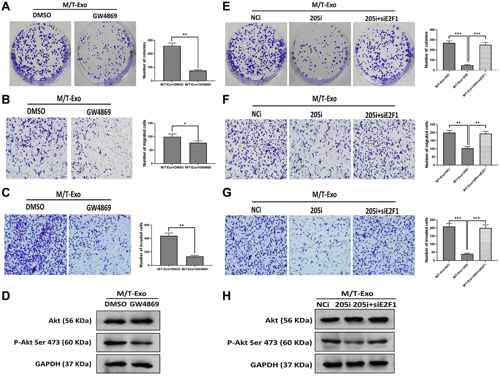 M/T-Exo miRNA-205 affects breast cancer cells (BCCs) proliferation, migration, and invasion via targeting E2F1. (A–C) The abilities of colony formation, migration, and invasion in M/T-Exo-cocultured BCCs treated with DMSO or GW4869. (D) The protein expression of Akt and the phosphorylation of Akt at Ser 473 (p-Akt Ser 473) in M/T-Exo-cocultured BCCs treated with DMSO or GW4869. (E–G) The abilities of colony formation, migration, and invasion in M/T-Exo-cocultured BCCs treated with the negative control miRNA-205 inhibitor (NCi), miRNA-205 inhibitor (205i), or the combination of 205i and E2F1 siRNA (siE2F1). (H) The protein expression of Akt and the phosphorylation of Akt at Ser 473 (p-Akt Ser 473) in M/T-Exo-cocultured BCCs treated with the negative control miRNA-205 inhibitor (NCi), miRNA-205 inhibitor (205i), or the combination of 205i and E2F1 siRNA (siE2F1). Values are means ± SD. *P **P ***P 