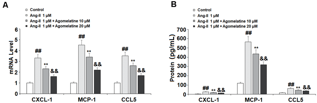 The effects of agomelatine in Ang II-induced chemokine production in HUVECs. HUVECs were treated with Ang II (1 μM) with or without agomelatine (10, 20 μM) for 24 h. (A) mRNA of CXCL1, MCP-1, and CCL5; (B) Protein of CXCL1, MCP-1, and CCL5 (##, **, &&, P