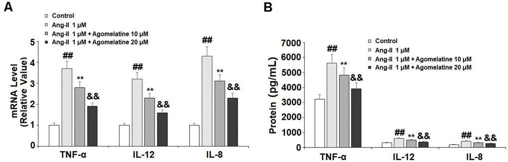 The effects of agomelatine in Ang II-induced proinflammatory cytokine production in HUVECs. HUVECs were treated with Ang II (1 μM) with or without agomelatine (10, 20 μM) for 24 h. (A) mRNA of TNF-α, IL-12, and IL-8; (B) Protein of TNF-α, IL-12, and IL-8 (##, **, &&, P