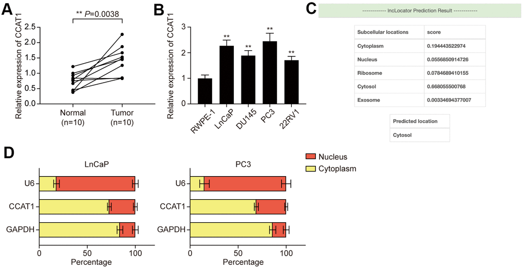 LncRNA CCAT1 was up-regulated in PCa tissues and cell lines. (A) Scatter diagram of CCAT1 expression in PCa tissues and adjacent tissues of 10 clinical samples. CCAT1 expression was generally higher in PCa tissues compared with adjacent normal tissues. (B) CCAT1 expression in human normal prostate epithelial cell line and four human PCa cell lines (LnCaP, DU145, PC3, and 22RV1). CCAT1 expression level was remarkably increased in PCa cell lines compared with the RWPE-1 cell line. (C) lncLocator (http://www.csbio.sjtu.edu.cn/bioinf/lncLocator/) prediction results of CCAT1. CCAT1 was predicted to mainly exist in the cytosol. (D) Subcellular location analysis of CCAT1 in LnCaP and PC3 cells. CCAT1 was distributed in the cytoplasm of LnCaP and PC3 cells. **P 