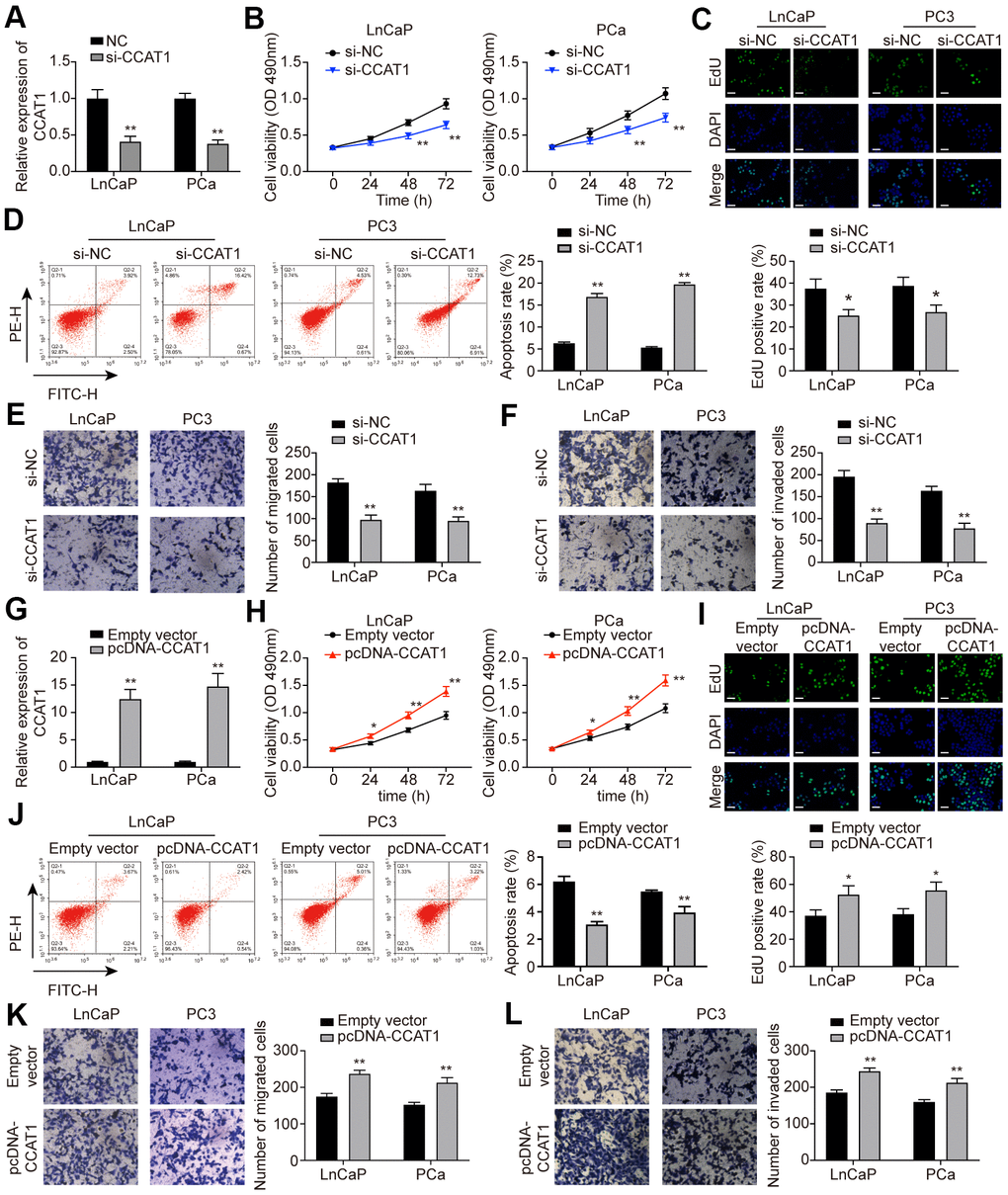 CCAT1 promoted cell proliferation, migration, and invasion in PCa cells. (A) CCAT1 expression in LnCaP and PC3 cell lines. Transfection of si-CCAT1 successfully decreased CCAT1 expression in PCa cells. (B) Cell viability of LnCaP and PC3 cells treated with si-NC or si-CCAT1. CCAT1 inhibition suppressed PCa cells viability. (C) EdU staining in LnCaP and PC3 cells treated with si-NC or si-CCAT1. CCAT1 inhibition suppressed cell proliferation in PCa cells. (D) Cell apoptosis of LnCaP and PC3 cells by flow cytometry detection. PCa cells with lower CCAT1 expression had higher apoptosis rate. (E, F) Cell migration and invasion of LnCaP and PC3 cells in Transwell assays. With si-CCAT1 transfection, cell migration and invasion in PCa cells were both blocked. (G) CCAT1 expression in LnCaP and PC3 cell lines. Transfection of pcDNA-CCAT1 successfully increased CCAT1 expression in PCa cells. (H) Cell viability of LnCaP and PC3 cells treated with empty vector or pcDNA-CCAT1. CCAT1 overexpression enhanced PCa cell viability. (I) EdU staining in LnCaP and PC3 cells treated with empty vector or pcDNA-CCAT1. CCAT1 overexpression promoted cell proliferation in PCa cells. Scale bar: 50 μm. (J) Cell apoptosis of LnCaP and PC3 cells by flow cytometry detection. PCa cells with higher CCAT1 expression level indicated lower apoptosis rate. (K, L) Cell migration and invasion of LnCaP and PC3 cells in Transwell assays. With pcDNA-CCAT1 transfection, cell migration and invasion in PCa cells were both enhanced. *P P 
