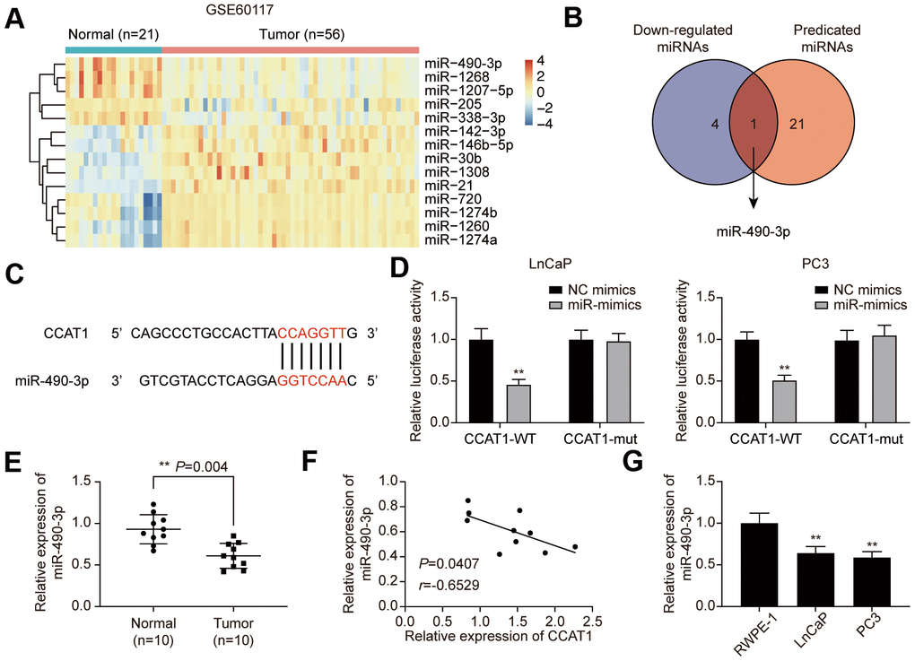 miR-490-3p is directly targeted by CCAT1. (A) Heatmap of the 14 differentially expressed miRNAs between PCa tissues and adjacent normal tissues in GSE60117. (B) miR-490-3p was both down-regulated in PCa and targeted by CCAT1. (C) Binding sites of CCAT1 and miR-490-3p. (D) Dual-luciferase reporter assay detection of the interaction between CCAT1 and miR-490-3p in LnCaP and PC3 cells. (E) miR-490-3p expression in PCa tissues and adjacent normal tissues of 10 clinical samples. miR-490-3p was decreased in PCa cells compared to that in the normal prostate tissues. (F) Correlation analysis of CCAT1 expression and miR-490-3p expression in PCa tissues. miR-490-3p expression was negatively correlated with CCAT1 level. (G) miR-490-3p expression in RWPE-1, LnCaP, and PC3 cells. miR-490-3p expression was suppressed in PCa cell lines. *P P 