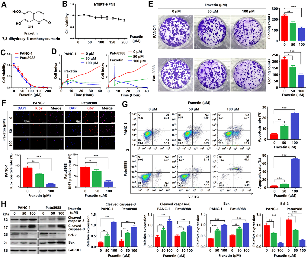 Fraxetin inhibits cellular proliferation and induces mitochondrial-dependent apoptosis in PCCs. (A) The chemical structure of fraxetin. (B, C) The CCK-8 assay was used to assess the viability of hTERT-HPNE, PANC-1 and Patu8988 cells with or without fraxetin treatment (0~200 μM). (D) Real-time cellular analysis (RTCA) was conducted to evaluate the growth of PANC-1 and Patu8988 cells with and without fraxetin treatment. (E) The colony formation assay was used to analyze the proliferation of PANC-1 and Patu8988 cells with and without fraxetin treatment. (F) Immunocytochemical staining of Ki67 in PANC-1 and Patu8988 cells with or without fraxetin treatment. Bar = 50 μm. (G) Flow cytometry analysis for cell apoptosis in PANC-1 and Patu8988 cells with or without fraxetin treatment. (H) Western blot analysis showing the expression of cleaved caspase-8, cleaved caspase-3, Bcl-2, and Bax in PANC-1 and Patu8988 cells with or without fraxetin treatment. Data were presented as the mean ± standard deviation, and were analyzed by One-way ANOVA with Bonferroni’s post-hoc test. **P ***P 