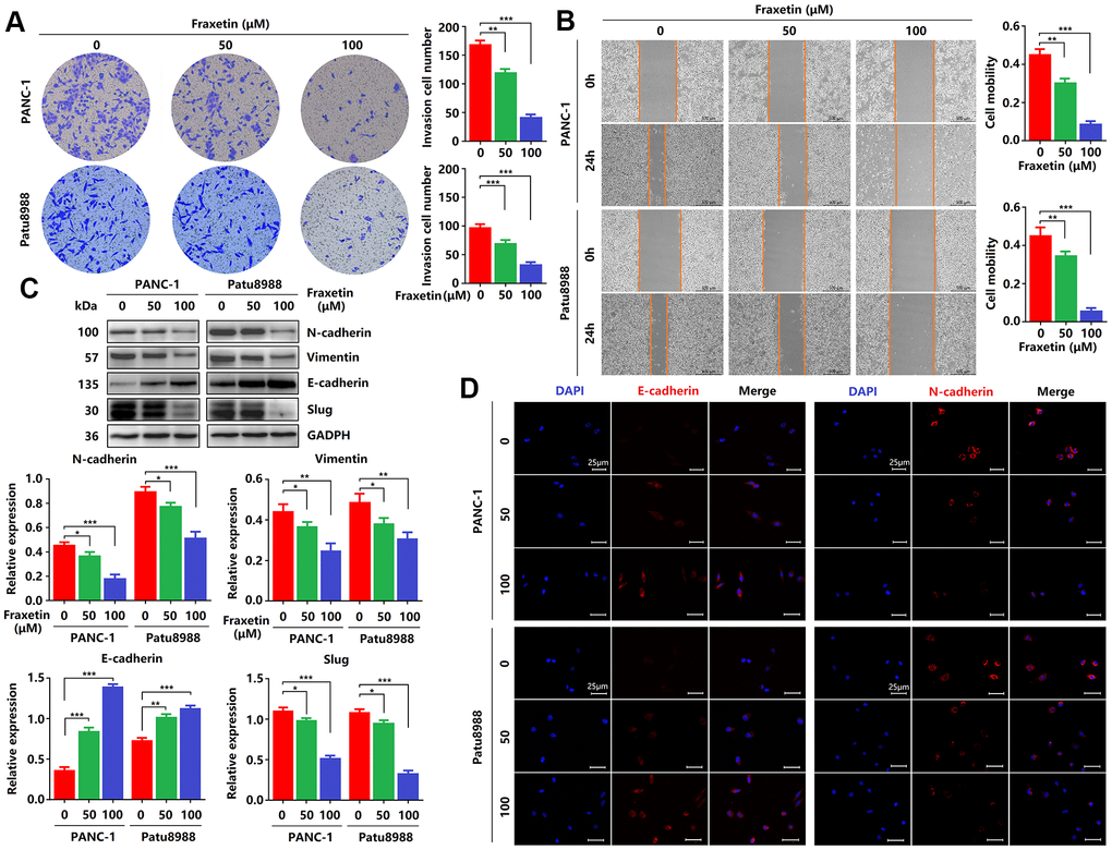 Fraxetin inhibits PCC invasion and migration by regulating the Slug-E-cadherin axis. (A) Transwell chamber assays were used to investigate the effects of fraxetin on the invasion number of PANC-1 and Patu8988 cells. (B) A wound healing assay was used to determine the effects of fraxetin on the migration rate of PANC-1 and Patu8988 cells. (C) N-cadherin, Vimentin, E-cadherin, and Slug expression in fraxetin-treated PANC-1 and Patu8988 cells as shown on Western blot. (D) Immunocytochemical staining of E-cadherin and α-SMA in fraxetin-treated PANC-1 and Patu8988 cells. Bar = 25 μm. Data were presented as the mean ± standard deviation and were analyzed by One-way ANOVA with Bonferroni’s post-hoc test. *P **P ***P 