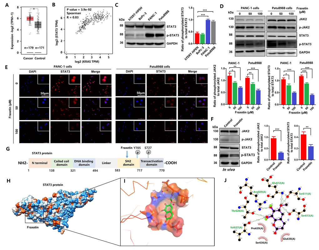 Fraxetin induced STAT3 inactivation by occupying its SH2 domain in vitro and in vivo. (A) The expression of STAT3 in PDA tissues and adjacent normal tissues in the GEPIA 2 database was analyzed. (B) The correlation between STAT3 expression and KRAS activity in the GEPIA 2 database was evaluated. (C) The expression and phosphorylation of STAT3 in a normal pancreatic ductal cell (hTERT-HPENKRAS(-)) and PCCs (PANC-1KRAS G12D, Patu8988KRAS G12V and BxPc-3KRAS(-)) (D) JAK2 and STAT3 expression and phosphorylation in PANC-1 and Patu8988 cells with and without fraxetin treatment, as seen on a Western blot. (E) Immunocytochemical staining of STAT3 in PANC-1 and Patu8988 cells with or without fraxetin treatment. Bar = 50 μm. (F) Western blot analysis showing the expression and phosphorylation of JAK2 and STAT3 in fraxetin-treated animal xenograft models. The overview of Fraxetin binding in the STAT3 SH2 domain by using UCSF chimera. (G) Sequence analysis indicates that the STAT3 protein harbor conserved motifs, such as the DNA binding region and SH2 domain. (H) The overview of Fraxetin binding in the STAT3 SH2 domain by using UCSF chimera. (I) 3D representation of fraxetin binding sites in the STAT3 SH2 domain (yellow dotted line means hydrogen bond) by using PyMol. (J) Detailed 2D representation of fraxetin binding sites in STAT3 SH2 domain residues interactions generated by LigPlot plus. Data were presented as the mean ± standard deviation, and were analyzed by One-way ANOVA with Bonferroni’s post-hoc test and two-sided Student’s t-test. *P **P ***P 