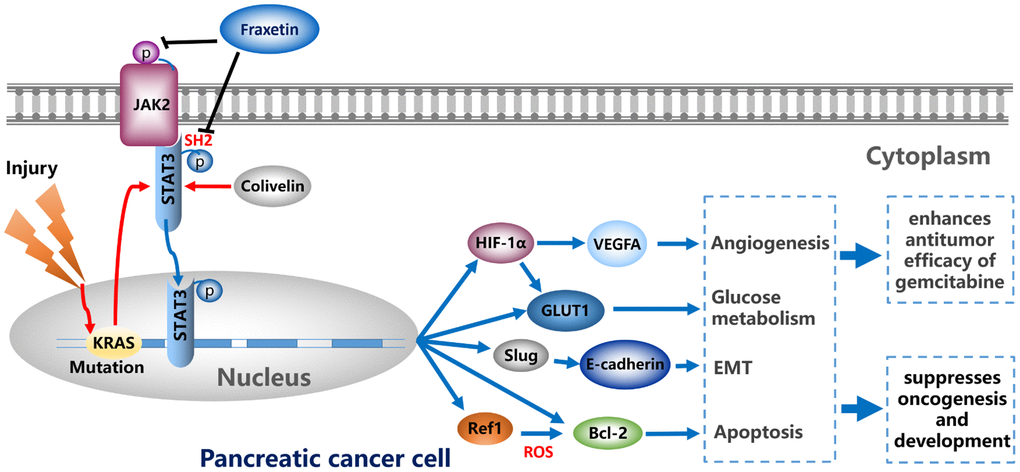 Fraxetin enhances the anti-tumor efficacy of gemcitabine and suppresses the oncogenesis and development of PDA via antagonizing STAT3 activation.