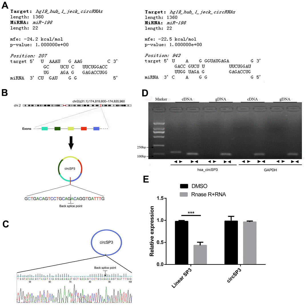 Identification of circSP3 in HCC cells and confirmation of its circular structure. (A) The predicted binding between circSP3 and miR-198. (B) Schematic illustration demonstrating that circSP3 is located on chromosome 2q31.1 and cyclized from exons of SP3. (C) The PCR products of circSP3 were confirmed through Sanger sequencing. (D) CircSP3 was detected in Huh-7 cells. As expected, divergent primers detected circSP3 in cDNA but not in gDNA. GAPDH was used as a negative control. (E) The relative levels of circSP3 and SP3 were assessed through qRT-PCR analysis in cells treated with or without RNase R. *p