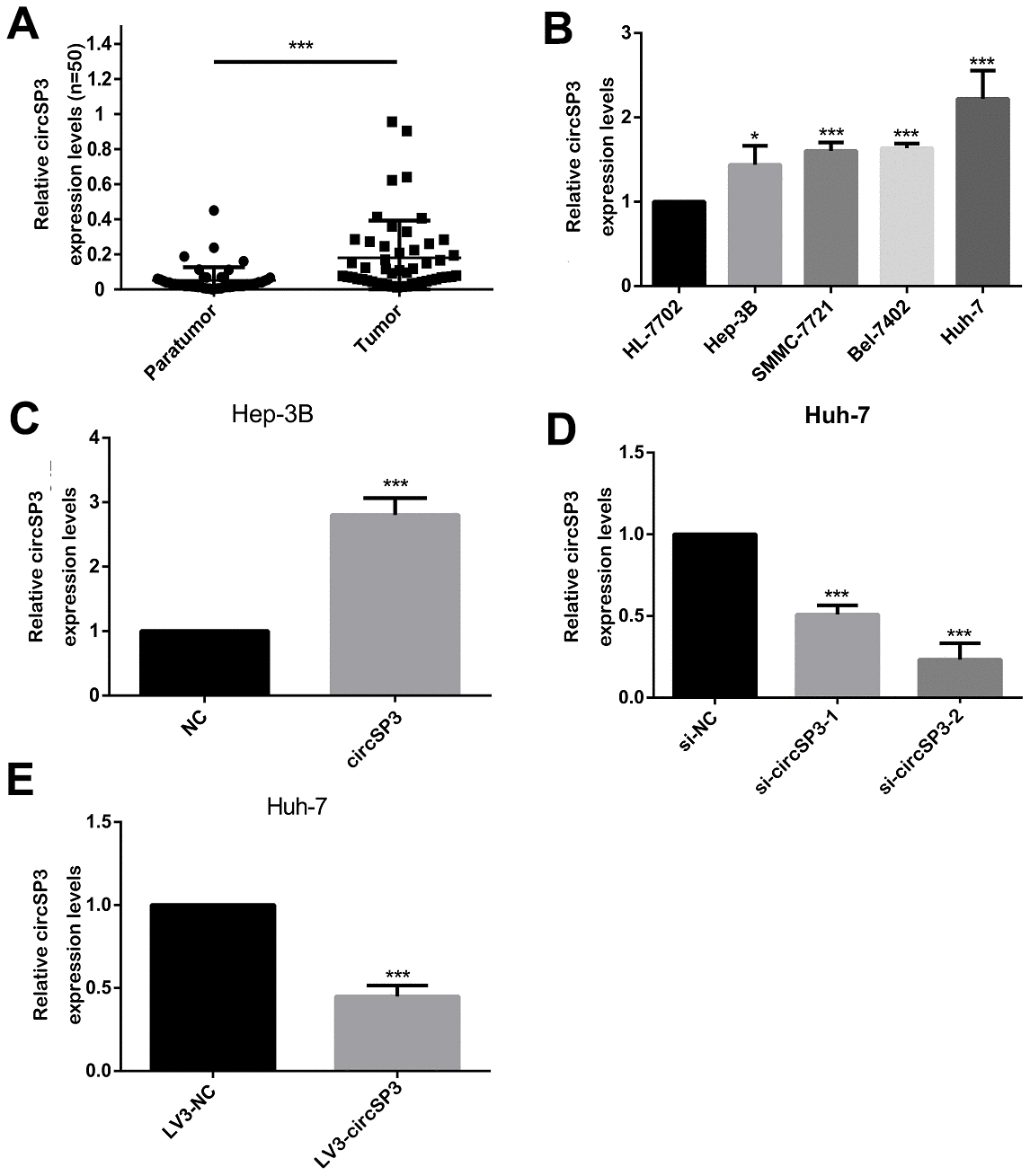 Expression of circSP3 in HCC tissues and cell lines. (A) CircSP3 levels in 48 pairs of HCC tissues and adjacent normal liver tissues were evaluated using qRT-PCR. (B) The relative circSP3 levels in four HCC cell lines (Hep-3B, Huh-7, Bel-7402 and SMMC-7721) and an immortalized liver cell line (HL-77O2) were determined using qRT-PCR. (C) CircSP3 levels in Hep-3B cells infected with NC or circSP3 plasmids. (D) qRT-PCR was conducted to confirm the knockdown efficiency of si-circSP3-1 and si-circSP3-2. (E) qRT-PCR was conducted to confirm the knockdown efficiency of LV3-circSP3. *p