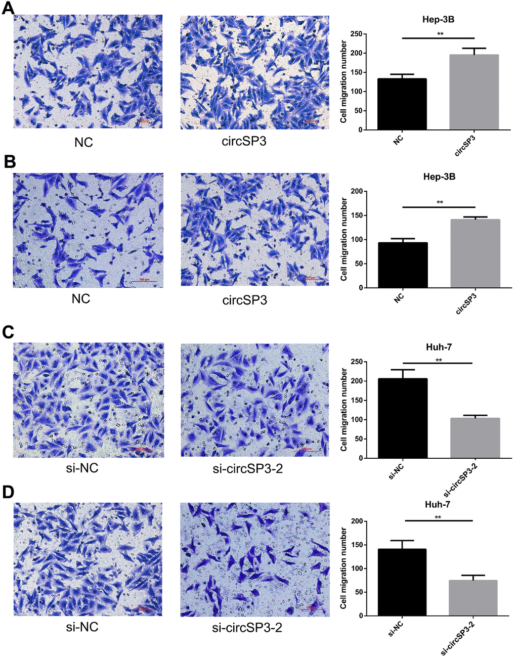 CircSP3 induced HCC cell migration and invasion in vitro. (A, B) Cell migration and invasion were assessed with Transwell assays in Hep-3B cells infected with circSP3 or NC plasmids. (C, D). Transwell assays were carried out to assess cell migration and invasion when circSP3 was downregulated in Huh-7 cells. **p
