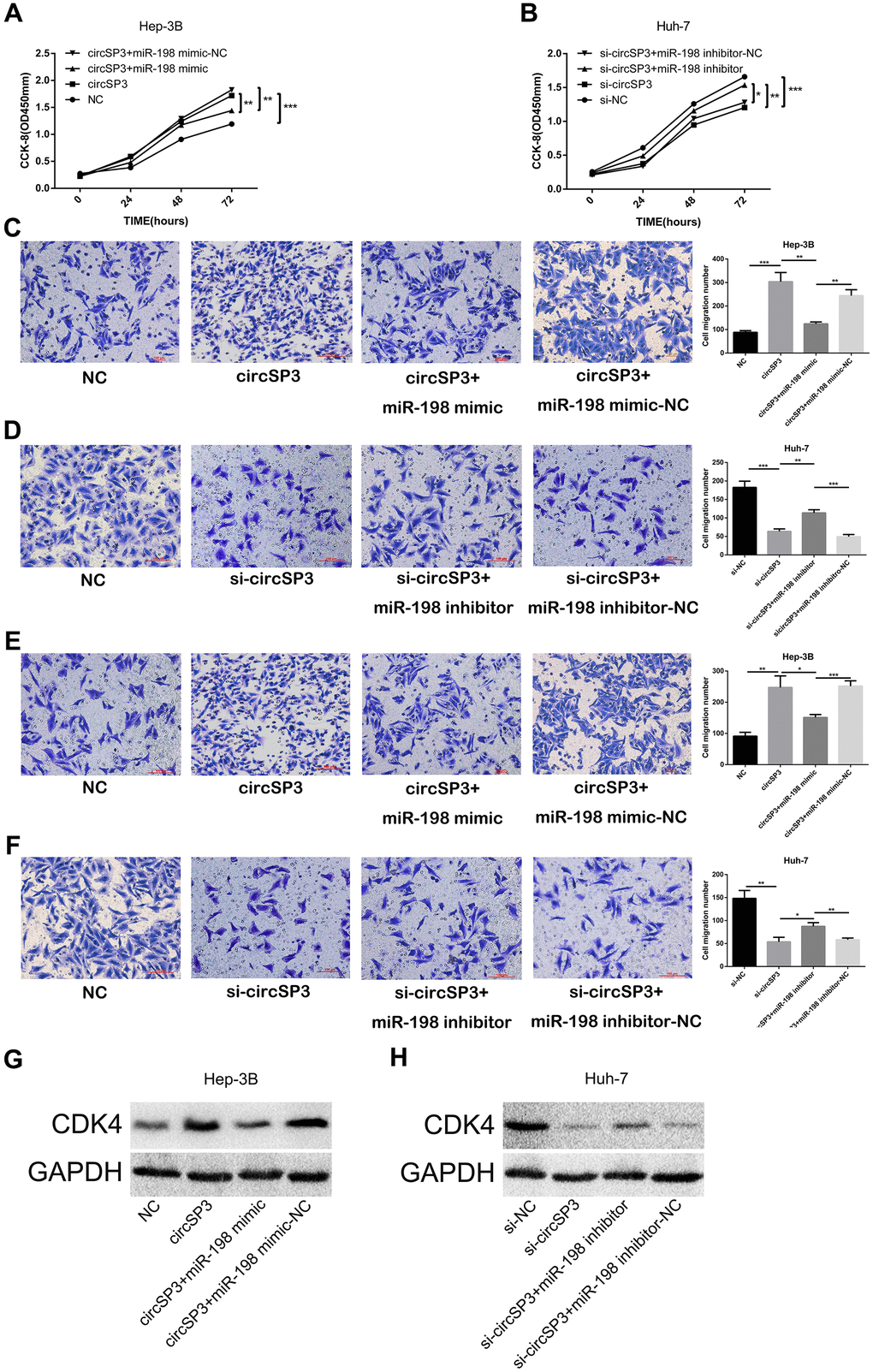 CircSP3 induces HCC cell proliferation, migration and invasion by sponging miR-198 and upregulating CDK4. CircSP3-overexpressing Hep-3B cells were infected with miR-198 mimics or miR-198 mimic controls, and circSP3-knockdown Huh-7 cells were infected with miR-198 inhibitors or miR-198 inhibitor controls. (A, B) CCK-8, (C, D) Transwell migration and (E, F) Transwell invasion assays were conducted to assess cell proliferation, migration and invasion, respectively. (G, H) The effects of circSP3 and miR-198 expression on CDK4 expression were quantified using Western blotting. *p