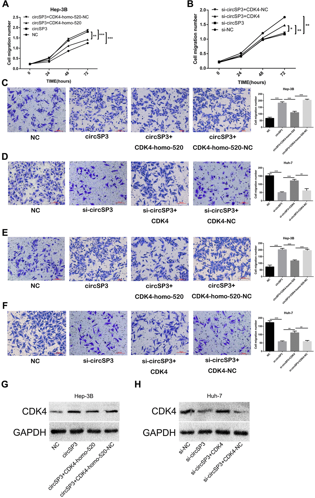 CircSP3 promotes HCC cell proliferation, migration and invasion by inducing CDK4. CircSP3-overexpressing Hep-3B cells were infected with CDK4-homo-520 (CDK4 knockdown) or CDK4-homo-520 control plasmids, and circSP3-knockdown Huh-7 cells were infected with CDK4-overexpressing or CDK4 control plasmids. (A, B) CCK-8, (C, D) Transwell migration and (E, F) Transwell invasion assays were conducted to assess cell proliferation, migration and invasion, respectively. (G, H) The effects of circSP3 and CDK4 expression plasmids on CDK4 expression were quantified using Western blotting. *p