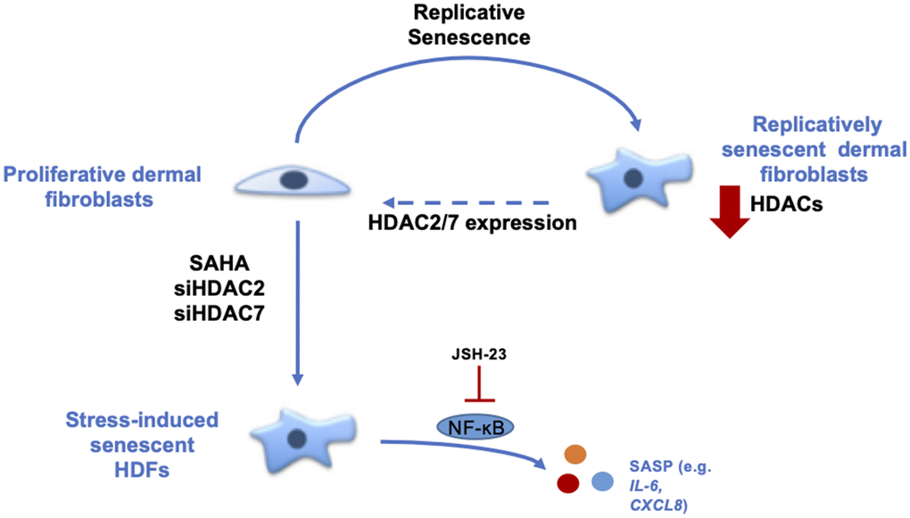 Summary about the role of HDACs in the senescent phenotype of dermal fibroblasts. During replicative senescence of skin cells, HDACs protein abundance is reduced. The inhibition of HDACs with the use of SAHA, a pan-HDACs inhibitor, as well as the targeted knockdown of HDAC2 or HDAC7 by siRNA induce premature senescence. Moreover, the re-expression of HDAC7, but not HDAC2, in pre-senescent fibroblasts allows the extension of their proliferative lifespan. Finally, the effect of HDACs inhibition on IL-6 and IL-8 expression is partly dependent on NF-κB activation.