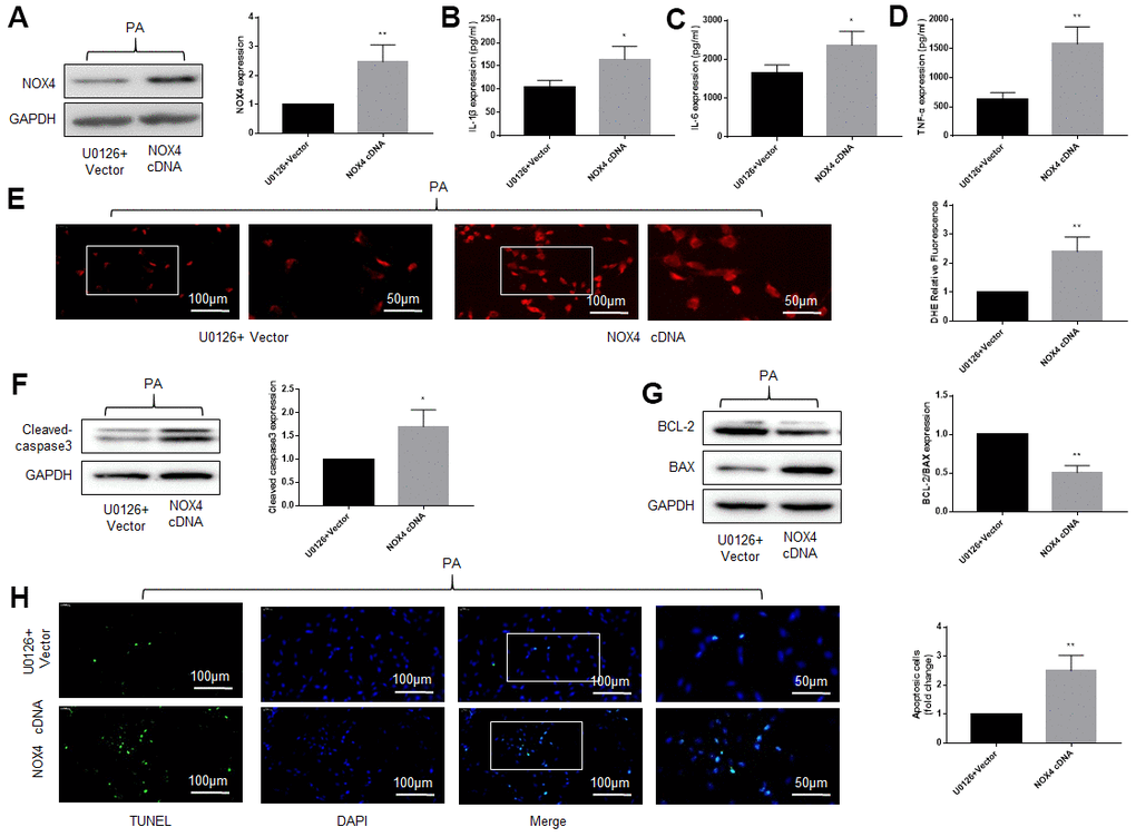 Overexpression of NOX4 abolishes the protective effect of an ERK inhibitor on DRG cells under high-fat environment. DRG neurons isolated from rats were cultured. PA was applied to simulate a high-fat environment and U0126 to inhibit ERK. NOX4 cDNA was transfected into cells to overexpress NOX4. (A) The transfection effect of NOX4 was indicated by western blot. (B–D) The supernatant of cultured cells was collected and the secretion of IL-1β, IL-6, and TNF-α was determined by ELISA. (E) The ROS content was detected by oxidant-sensitive fluorescence probe DHE. (F, G) The expression of cleaved caspase3, bcl-2 and bax in DRG neurons were detected by western blot. (H) Cell apoptosis level was detected by TUNEL method. N = 5 per group, *P P 