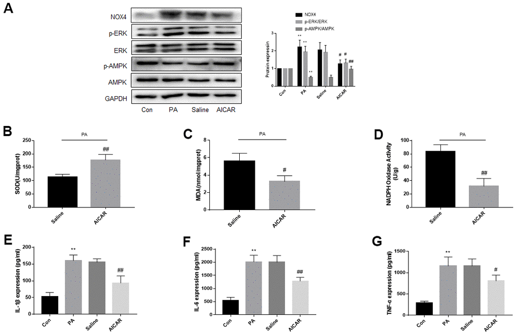 AMPK activation reduces ERK phosphorylation, NOX4 expression and improves oxidative stress and inflammation of DRG neurons cultured in PA-added medium in vitro. DRG neurons isolated from rats were cultured. PA was applied to simulate a high-fat environment and AICAR to activate AMPK. (A) The expression of p-AMPK, AMPK, p-ERK, ERK, and NOX4 in DRG neurons were detected by western blot. (B–D) The supernatant of cultured cells was collected and SOD, MDA, NADPH oxidase activity in the supernatant were detected by kit. (E–G) The supernatant of cultured cells was collected and the secretion of IL-1β, IL-6, and TNF-α was measured by ELISA. N = 5 per group, **P #P ##P 