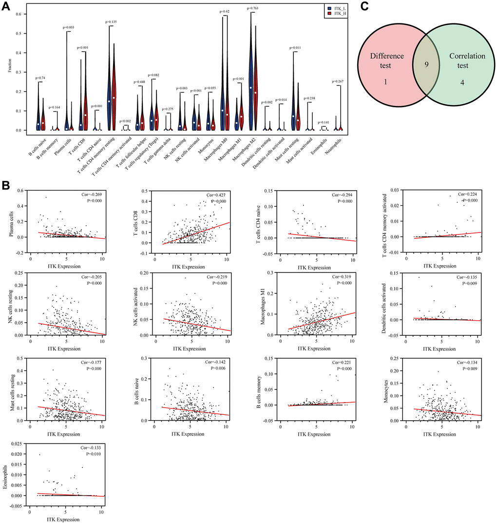 The correlation between ITK expression and TICs proportion. (A) The distributions of 22 kinds of TICs in low/high ITK subgroups are shown in a violin plot. (B) Scatter plots of the 13 kinds of TICs significantly correlated with ITK expression (p C) Venn diagram showing nine common TICs shared, as assessed using differential analysis and correlation analysis.