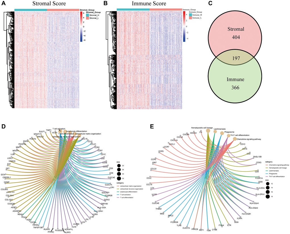 Cluster analysis, intersection analysis, GO, and KEGG enrichment analysis of the DEGs. (A) Heatmap of 601 DEGs between the high/low stromal score subgroups. (B) Heatmap of 563 DEGs between the high/low immune score subgroups. (C) Venn diagram of the DEGs commonly shared by the two groups. (D) GO enrichment analysis of the common DEGs. (E) KEGG enrichment analysis of the common DEGs.