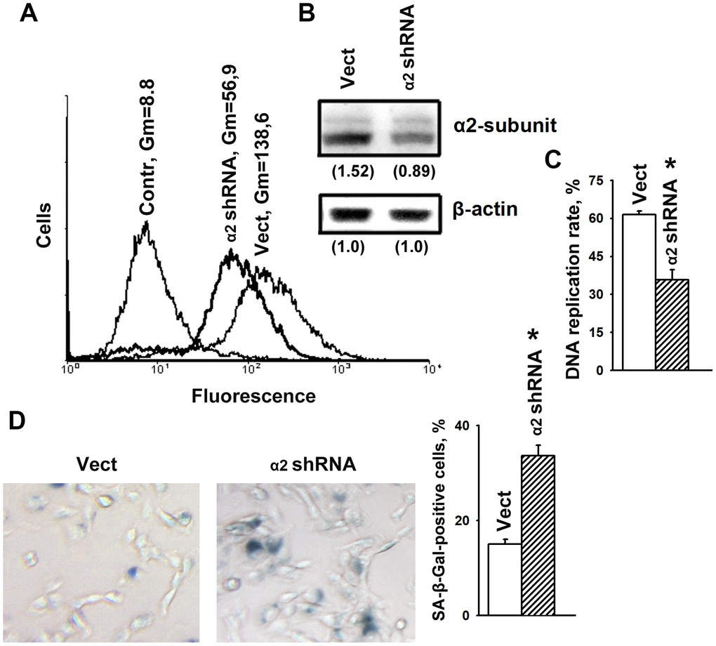 α2β1 deficiency caused senescence of SK-Mel-147 melanoma cells. The cells were transduced with the lentiviral plasmid vector pLKO.1-puro containing α2 shRNA or scramble shRNA (Vect) and selected using puromycin. (A) FACS analysis of α2β1 cell surface expression. Contr: scramble shRNA transduced cells were stained with FITC-conjugated anti-mouse IgG; Vect: scramble shRNA transduced cells were probed with α2β1 mAb and FITC-conjugated anti-mouse IgG; α2 shRNA: α2 shRNA transduced cells were probed with α2β1 mAb and FITC-conjugated anti-mouse IgG; Gm, geometric mean fluorescence intensity. Shown are representative FACS histograms. (B) Western-blotting of the cellular lysate proteins. Cell lysate proteins were run on SDS-PAGE as described in Materials and Methods. The blots were probed with 1:1000 dilution of antibodies to the specified proteins and treated as described in Materials and Methods. Numbers below the bands indicate the α2 band densities normalized against β-actin. Shown are representative blots. (C) α2β1 downregulation reduced the rate of DNA replication of SK-Mel-147 cells. The cells were transduced with scramble shRNA or α2 shRNA and treated as described in Materials and Methods. DNA replication is presented as the ratio (%) Alexa-488-stained cells/Hoechst-stained cells. The results of three independent experiments are shown (M ± SEM); *, ρ D) SA-β-Gal staining. Cells staining positive for SA-β-Gal showed blue color sedimentation; magnification: × 200. Quantification was performed by counting 200 SA-β-Gal-positive cells in duplicate plates and is presented as a percent of total cells. The results of three independent experiments are shown (M ± SEM); *, ρ 