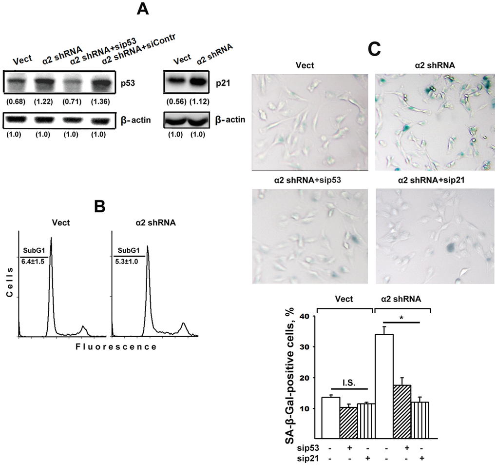 Silencing of p53 and p21 reversed the stimulatory effect of α2β1 knockdown on senescence of SK-Mel-147 melanoma cells. The cells were transduced with the appropriate vectors and transfected with p53- or p21-specific siRNAs as described in Materials and Methods. (A) Western-blotting of the cellular lysate proteins. The procedures were performed as described in Materials and Methods and the legend to Figure 1. Numbers below the bands indicate the p53 or p21 band densities normalized against β-actin. Shown are representative blots. (B) Apoptosis assay. Cells transduced with the appropriate vectors were stained with propidium iodide, analyzed by flow cytometry (Materials and Methods) and the percentage of cells with subG1 DNA was determined. Shown are representative histograms; SubG1 values were derived from three independent experiments (M ± SEM). (C) SA-β-Gal staining. The cells were treated and counted as described in Materials and Methods and in the legend to Figure 1; magnification: × 200. The results of three independent experiments are shown (M ± SEM); *, ρ 