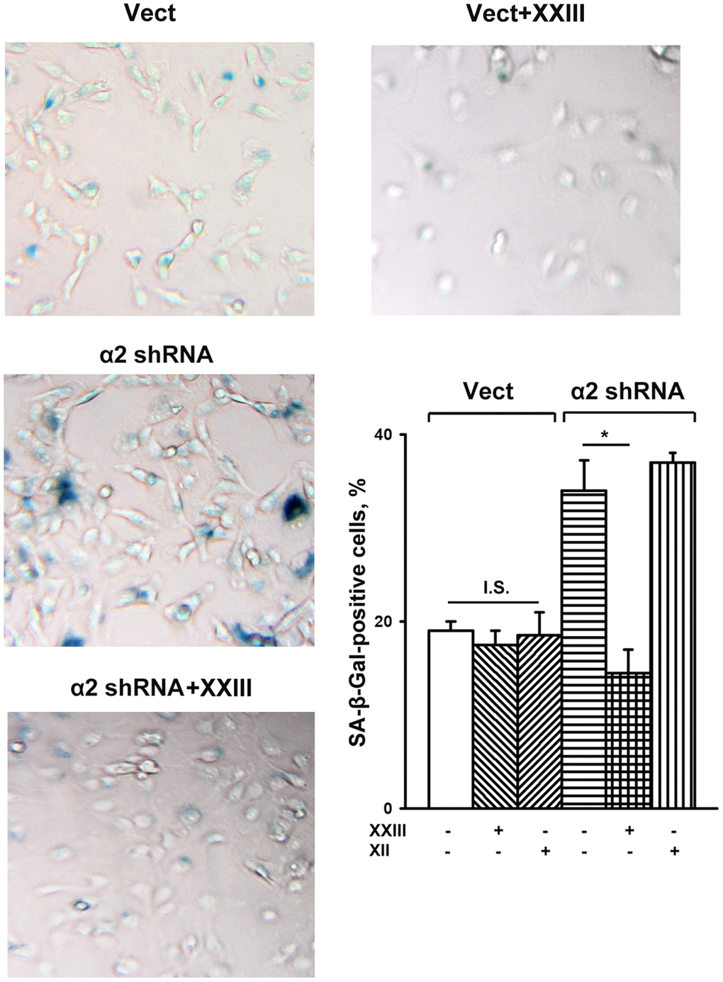 Effect of Akt isoform inhibitors on senescence of SK-Mel-147 cells. The cells were transduced with the appropriate vectors as described in Materials and Methods, treated for 24 h at 37° C with 3 μM Akt1-specific inhibitor XXIII or 5μM Akt2-specific inhibitor XII followed by SA-β-Gal staining; magnification: × 200. Shown are the results of three independent experiments (M ± SEM). Vect, scramble shRNA transduced cells; α2 shRNA, α2 shRNA transduced cells;. *, ρ 