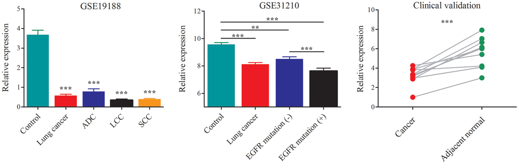 Down-regulation of AC079630.4 expression in lung cancer and its subtypes. *PPP