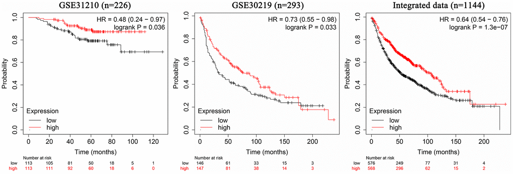 Association between AC079630.4 expression and lung cancer prognosis.