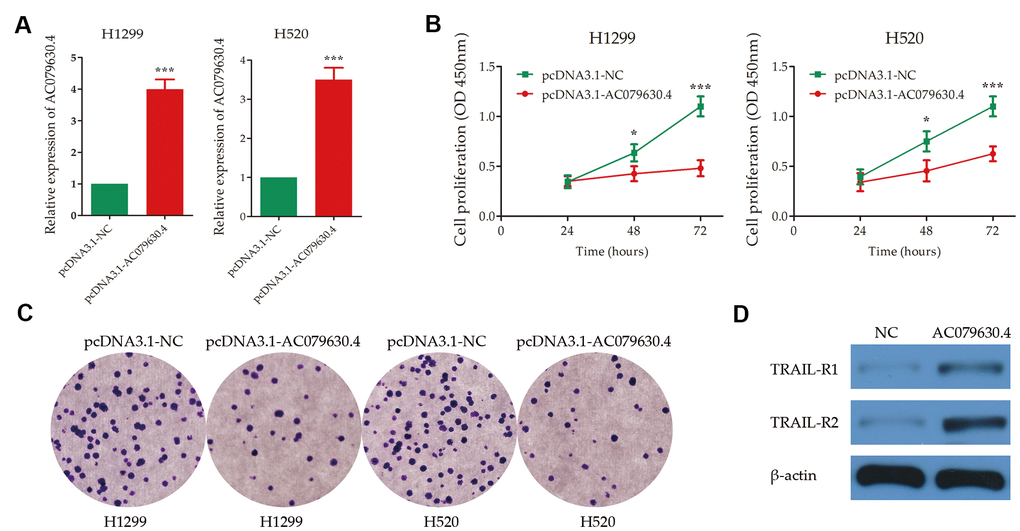 Experimental validation of the effects of AC079630.4 over-expression on lung cancer cells. (A) Transfection efficiency of AC079630.4 over-expression plasmid. (B) Survival curves of transfected cells with AC079630.4 over-expression plasmid (pcDNA3.1-AC079630.4) or the negative control (pcDNA3.1-NC). (C) Cell proliferation assay analysis of transfected cells with AC079630.4 over-expression plasmid or the negative control. (D) Effect of AC079630.4 over-expression on the expression of TRAIL-R1 and TRAIL-R2. *PPP