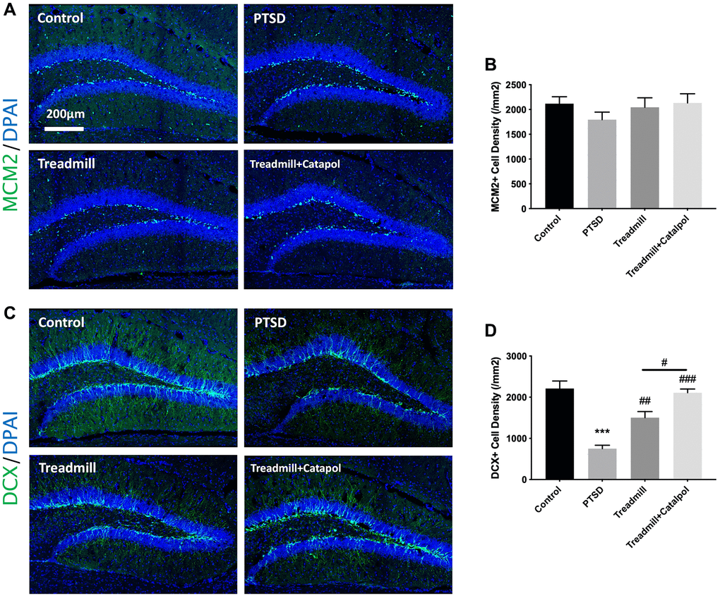 Catalpol promoted the neurogenic improvement effects of the treadmill by accelerating neural differentiation. (A) MCM2 staining (green) in DG to assess the NSCs proliferation. DAPI was used for unclear labelling. (B) No significant difference showed among groups for MCM2 positive cell density. (C) DCX staining (green) in DG to assess the NSCs neural differentiation. DAPI was used for unclear labelling. (D) Statistical analysis of the DCX positive cell density in different groups. One-way ANOVA, ***p #p ##p ###p 