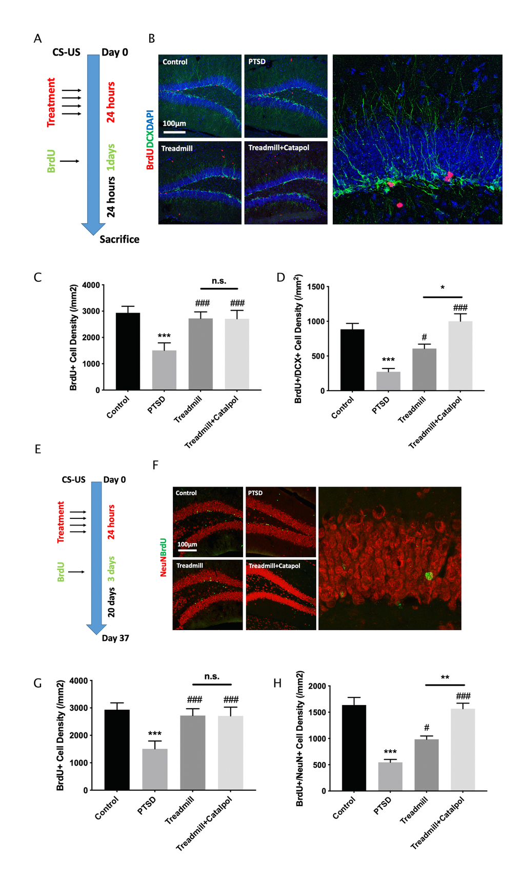 Catalpol promoted neural differentiation without changing the survival of the immature neurons. (A, E) experimental procedure of different BrdU injection protocol. (B) DCX staining (green) coupled with BrdU (red) in DG to assess the NSCs neural differentiation. (C, D) Statistical analysis of the BrdU positive cell and BrdU/DCX dual positive cells in DG region. (F) NeuN staining (red) coupled with BrdU (green) in DG to assess the neural maturation in DG. (G, H) Statistical analysis of the BrdU positive cell and BrdU/NeuN dual positive cells in DG region. One-way ANOVA, ***p #p ###p 