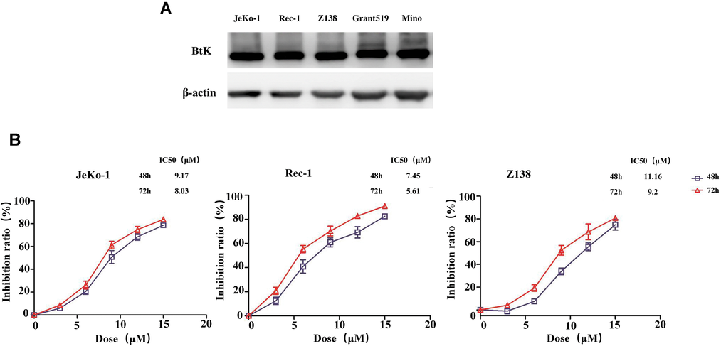 BTK expression in the MCL cell lines and cell viability treated with BGB-3111. (A) The BTK expression in the five MCL cell lines. (B) Cell viability in the Jeko-1, Rec-1, and Z138 treated with BGB-3111 for 48 or 72 h. Results are the mean ± SD of three independent experiments.
