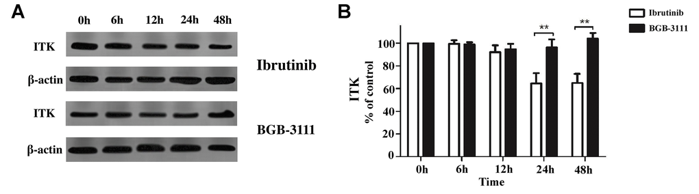 The ITK expression is regulated by BGB-3111 and ibrutinib in the Jurkat T-cells. (A) The ITK expression in the Jurkat T-cells treated with BGB-3111 and ibrutinib at the same dose of 2 μM for 0–48 h. (B) The percentage of inhibition rate of the ITK protein in the Jurkat T-cells treated with BGB-3111 and ibrutinib. **p 