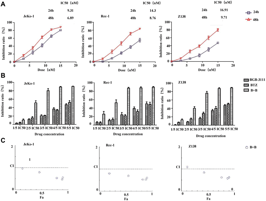 Low-dose BTZ enhances the inhibitory effect mediated by the low-dose BGB-3111 in the MCL cells. (A) Cell viability in the Jeko-1, Rec-1, and Z138 treated with varying doses of BTZ for 24 or 48 h. (B) Cell viability in the Jeko-1, Rec-1, and Z138 treated with single or combination of low-dose BGB-3111 and BTZ for 48 h. (C) The combination index of cell proliferation in the Jeko-1, Rec-1, and Z138 treated with low-dose BGB-3111 combined with low-dose BTZ. Results are the mean ± SD of three independent experiments.