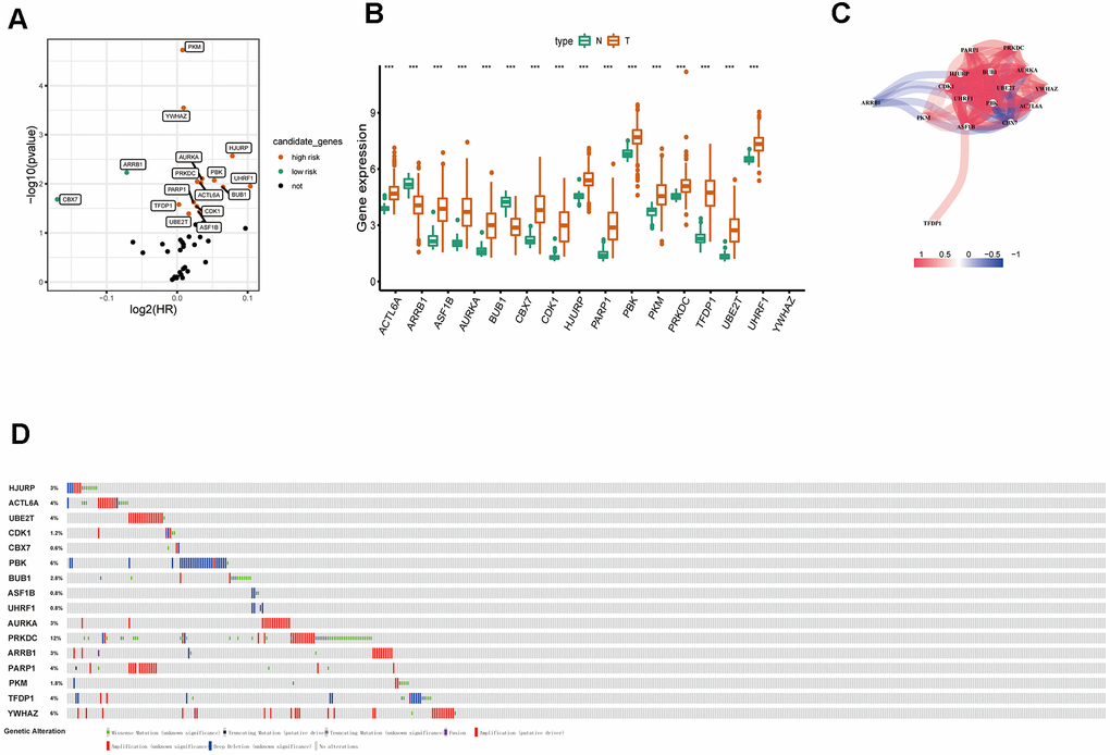 Identification of survival-related differentially expressed ERGs. (A) Volcano plot showing survival-related ERGs. P values B) The expression of epigenetic-related prognostic genes between LUAD and normal tissues in TCGA database. (C) The correlation network of candidate genes. The correlation coefficients are represented by different colors. (D) Mutation frequency of candidate genes based on the cBioportal database.