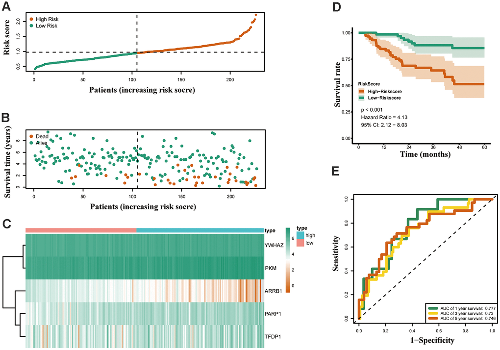 Validation of the epigenetic-based prognostic risk signature in the GSE31210 cohort. (A) The risk score distribution of LUAD patients. (B) Survival status and duration of patients. (C) Heatmap of the epigenetic-related genes expression. (D) Survival curves for the low risk and high risk groups. (E) Time-independent receiver operating characteristic (ROC) analysis of risk scores for predicting the overall survival in the GSE31210 set.