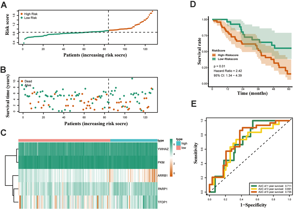 Validation of the epigenetic-based prognostic risk signature in the GSE50081 cohort. (A) The risk score distribution of LUAD patients. (B) Survival status and duration of patients. (C) Heatmap of the epigenetic-related genes expression. (D) Survival curves for the low risk and high risk groups. (E) Time-independent receiver operating characteristic (ROC) analysis of risk scores for predicting the overall survival in the GSE50081 set.