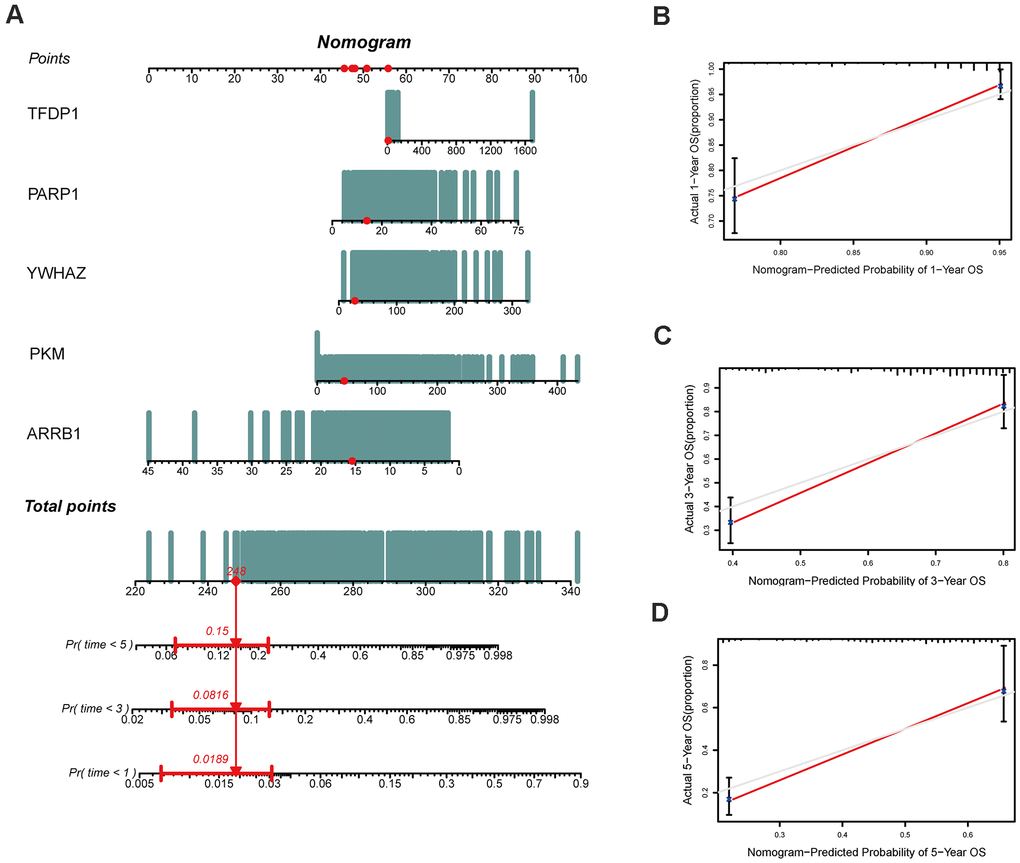 Construction of a nomogram based on the epigenetic-related signature in the TCGA cohort. (A) The nomogram based on the signature in LUAD patients at 1, 3, and 5 years. (B–D) Calibration curves of nomogram for the signature at 1, 3, and 5 years.