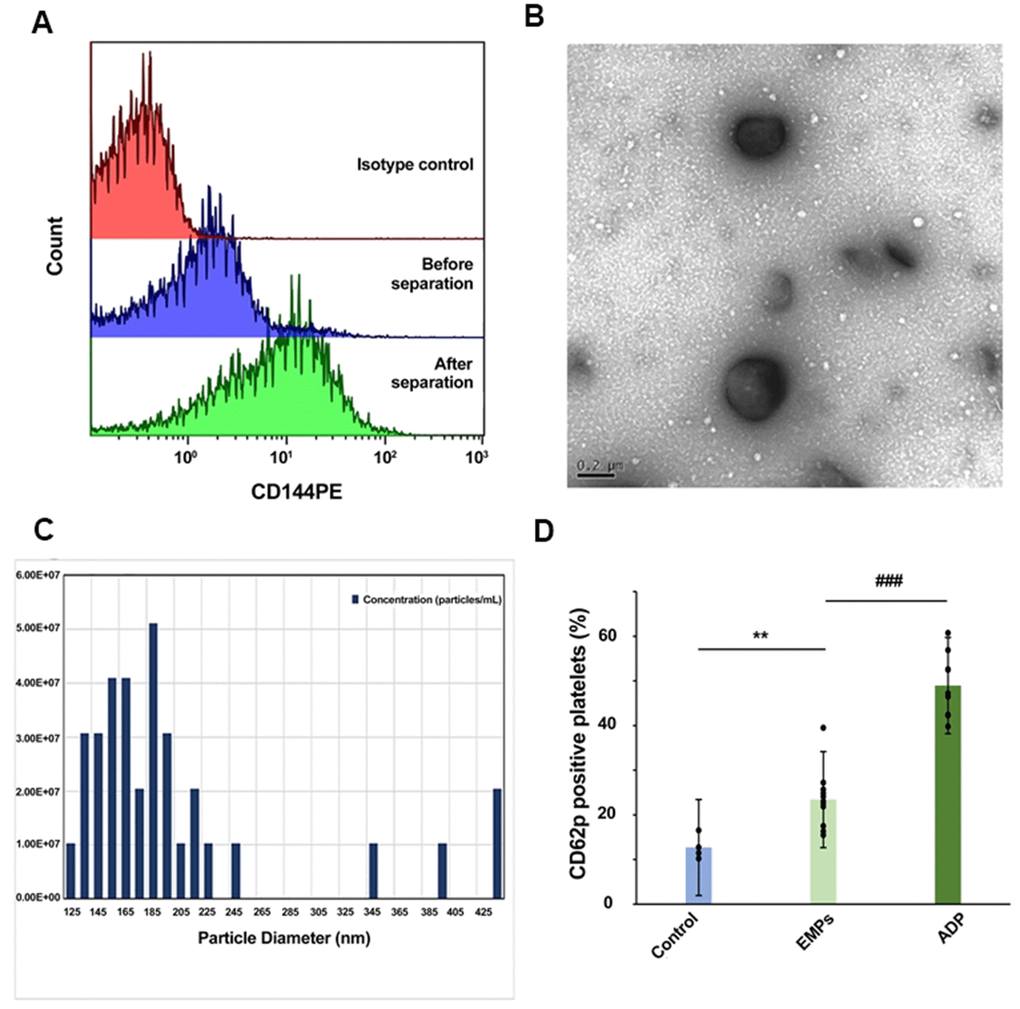Isolation and identification of EMPs and EMPs mediated platelet activation. (A) The positive rate of CD144 in the plasma before and after isolation. (B) Transmission electron microscopy was used to observe the obtained microparticles with a diameter >100 nm. (C) Quantification and size estimation of EMPs by qNANO. (D) Adenosine diphosphate (ADP) (10 μg/ml), EMPs (2×107/ml), and an equal amount of PBS were used to stimulate the platelets of healthy people. Detect platelet expression of CD62p by flow cytometry. Histograms represent the CD62p% change. **Pvs. control, ###Pvs. EMPs treatment (n=4-11). Data are analyzed by one-way ANOVA.