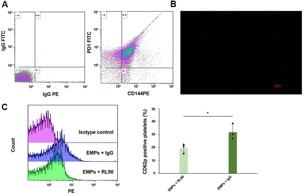 EMPs-mediated PDI-dependent platelet activation: PDI was carried by EMPs, and PDI inhibitor (RL90) inhibit EMPs-mediated platelet activation. (A) Bicolor flow cytometry confirmed EMPs carrying PDI. (B) The Duolink® in-situ proximity ligation assay was used to detect the direct binding of EMP-PDI and GPIIb/IIIa receptors on the platelet surface. The red dot granule represents PDI binding to GPIIb/IIIa receptor (scale = 100 μm). (C) Comparisons of the CD62p expression level on the platelet surface of EMPs+RL90 and EMPs+IgG. Values are expressed as mean±SD. Analyses were done by t-test for independent samples. *P