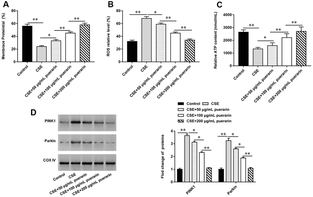 Puerarin inhibits mitochondrial autophagy of CSE-induced HBECs. HBECs was induced by 20% CSE and intervened with 50 μg/mL, 100 μg/mL and 200 μg/mL puerarin for 12 h, respectively. (A) Flow cytometry (JC-1) was used to detect changes in MMP level in CSE-induced HBECs. (B) Mitochondrial ROS levels were detected by flow cytometry (DCFH-DA). (C) The content of ATP in CSE-induced HBECs was detected with kits. (D) Western blotting was used to detect the expression of mitochondrial autophagy-related proteins such as PINK1 and Parkin. β-actin was used as the loading control. N=6, * PP