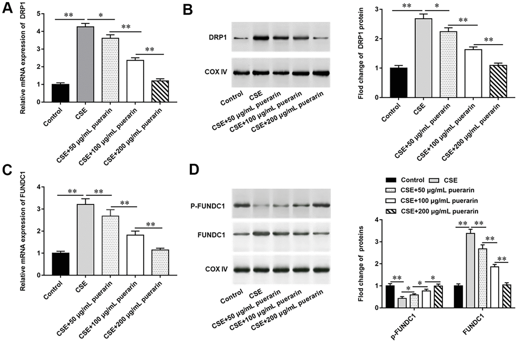 Puerarin down-regulates the expression of DRP1 and FUNDC1. HBECs was induced by 20% CSE and intervened with 50 μg/mL, 100 μg/mL and 200 μg/mL puerarin for 12 h, respectively. (A) Relative mRNA expression of DRP1 was analyzed by RT-qPCR. (B) Western blotting was used to measure the protein expression of DRP1. (C) Relative expression of FUNDC1 was detected by RT-qPCR. (D) The protein expression of FUNDC1 and p-FUNDC1 in CSE-induced HBECs were analyzed by Western blotting. β-actin was used as an internal reference. N=6, * PP