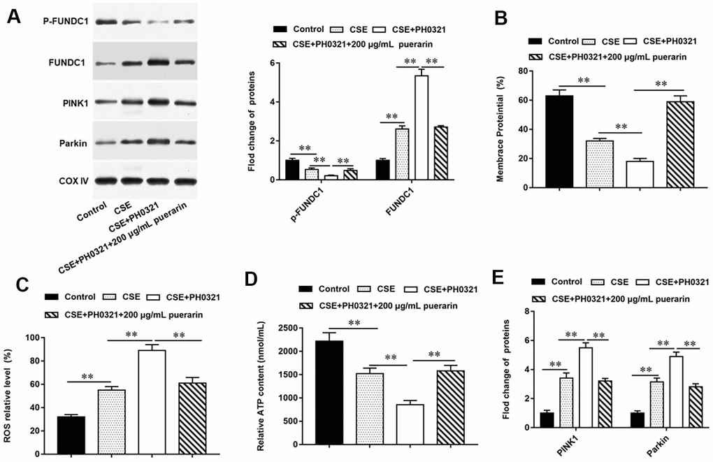 Puerarin prevents mitochondrial autophagy by inhibiting dephosphorylation of FUNDC1. PH0321, a protein phosphatase inhibitor, treated 20% CSE-induced HBECs and then co-cultured with puerarin at the concentration of 200 μg/mL. (A) The protein expression of FUNDC1 and p-FUNDC1 in CSE-induced HBECs were analyzed by Western blotting. (B) Flow cytometry (JC-1) was used to detect changes in mitochondrial membrane potential in CSE-induced HBECs. (C) Mitochondrial ROS levels were detected by flow cytometry (DCFH-DA). (D) The content of ATP in CSE-induced HBECs was detected with kits. (E) Western blotting was used to detect the expression of mitochondrial autophagy-related proteins such as PINK1 and Parkin. β-actin was used as an invariant internal control for calculating protein-fold changes. N=6, ** P