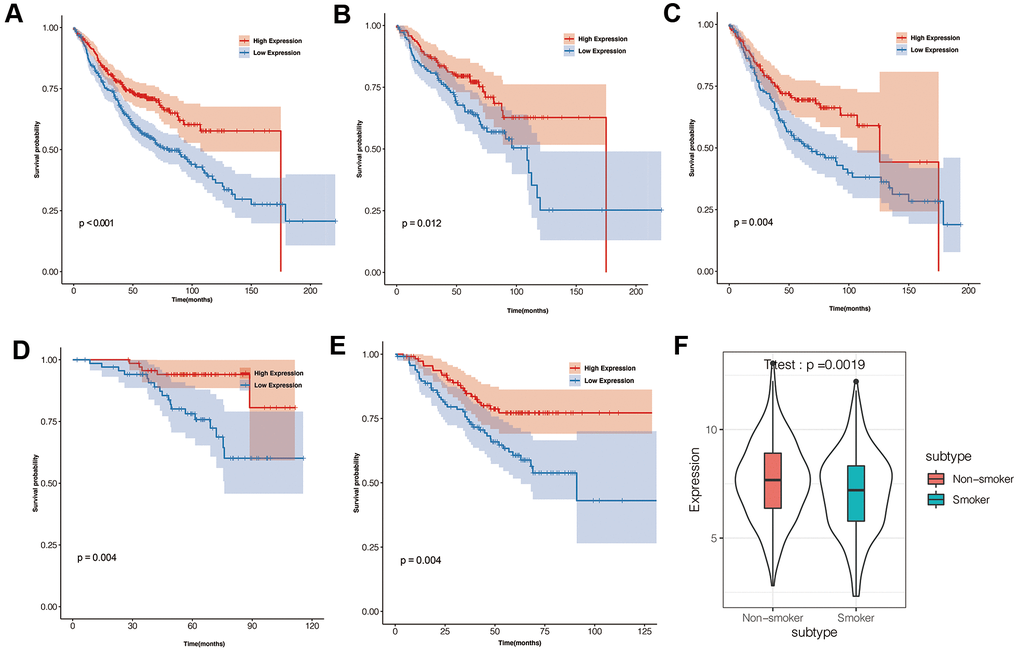 Prognostic significance of IGSF10 expression levels in TCGA-LUAD dataset and clinical subgroups. (A) Kaplan-Meier survival curve analysis shows overall survival (OS) rates of TCGA-LUAD dataset patients with high- and low- IGSF10 expression levels. (B) Kaplan-Meier survival curve analysis shows overall survival (OS) rates of female LUAD patients with high- and low-IGSF10 expression. (C) Kaplan-Meier survival curve analysis shows overall survival (OS) rates of male LUAD patients with high- and low-IGSF10 expression. (D) Kaplan-Meier survival curve analysis shows overall survival (OS) rates in non-smoker group LUAD patients with high- and low-IGSF10 expression. (E) Kaplan-Meier survival curve analysis shows overall survival (OS) rates of smoker group LUAD patients with high- and low-IGSF10 expression. (F) Spearman’s correlation analysis shows association between IGSF10 expression and smoking in LUAD patients from non-smoker and smoker subgroups.