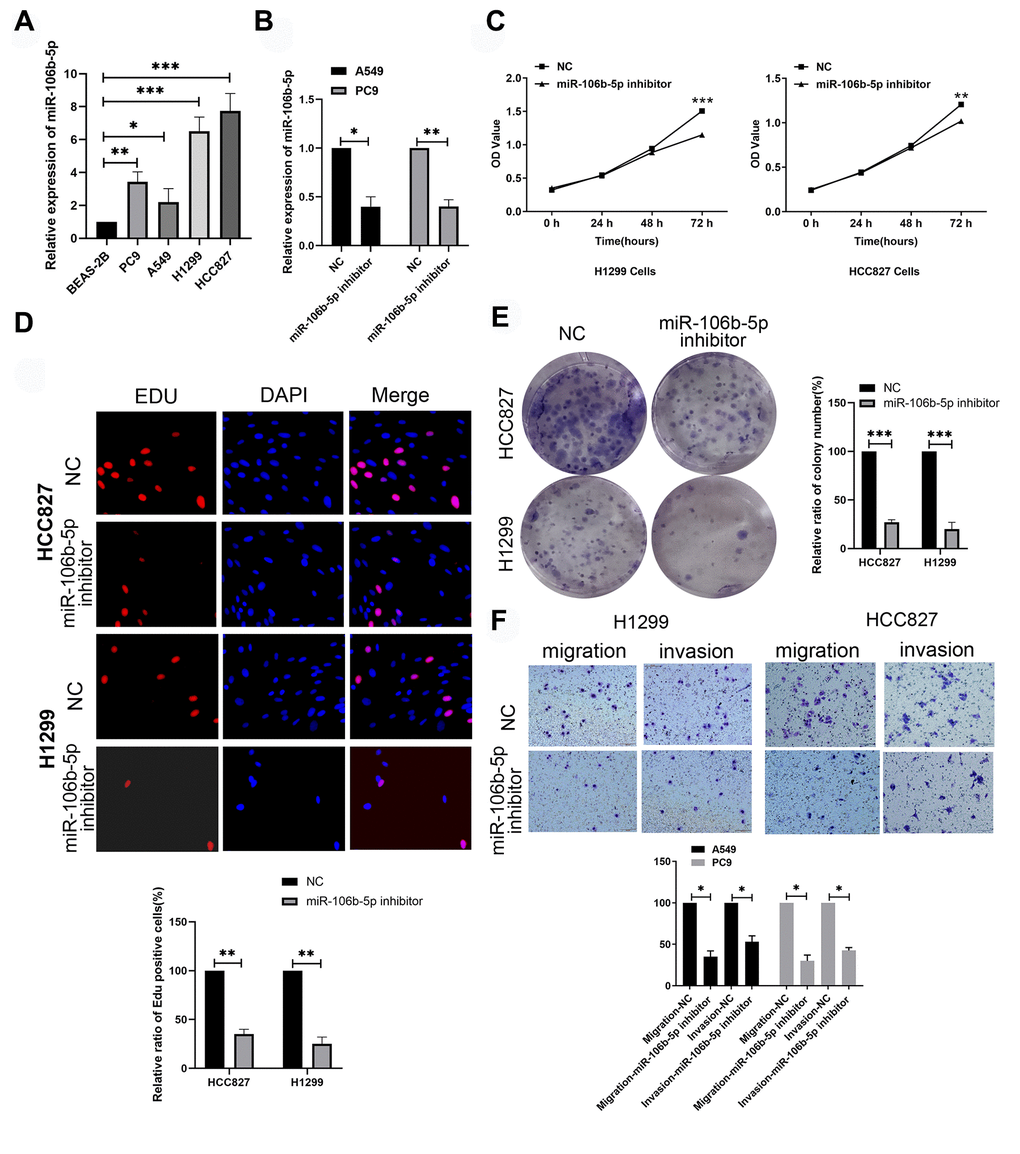 MiR-106b-5p promotes proliferation and progression of lung cancer cells. (A) RT-qPCR analysis shows expression levels of miR-106b-5p in the human bronchial epithelial cell line, BEAS-2B, and LUAD cell lines, H1299, HCC827, A549 and PC9. (B) RT-qPCR analysis shows miR-106b-5p expression levels in H1299 and HCC827 cells transfected with negative control (NC) or miR-106b-5p inhibitor. (C) MTT assay shows proliferation status of H1299 and HCC827 cells transfected with negative control (NC) or miR-106b-5p inhibitor. (D) EdU assay results show proliferation status of H1299 and HCC827 cells transfected with negative control (NC) or miR-106b-5p inhibitor. (E) Colony formation assay shows the number of colonies formed by H1299 and HCC827 cells transfected with negative control (NC) or miR-106b-5p inhibitor. (F) Transwell assays show migration and invasion ability of H1299 and HCC827 cells transfected with negative control (NC) or miR-106b-5p inhibitor. Results are represented as means ± SD; *p **p ***p 