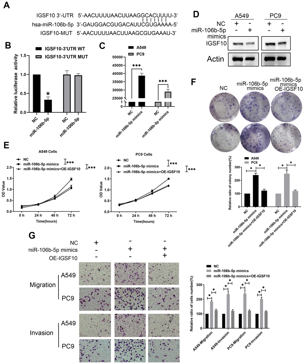 MiR-106b-5p suppresses IGSF10 expression by binding to its 3’-UTR. (A) Dual luciferase assay results show that miR-106b-5p directly targets the 3′-UTR of IGSF10. (B) Dual luciferase assay results show that relative luciferase activity is significantly repressed in LAUD cells co-transfected with miR-106b-5p and wild type 3′-UTR of IGSF10 compared to those co-transfected with miR-106b-5p and mutated 3′-UTR of IGSF10 (P C) RT-qPCR analysis shows expression levels of miR-106b-5p in A549 and PC9 cells transfected with non-specific control (miR-NC) or miR-106b-5p mimics. (D) Western blot analysis shows IGSF10 protein levels in A549 and PC9 cells transfected with non-specific control (miR-NC) or miR-106b-5p mimics. (E) MTT assay and (F) colony formation assays show proliferative ability of A549 and PC9 cells transfected with non-specific control (miR-NC) or miR-106b-5p mimics. (G) Transwell assay results show migration and invasion ability of A549 and PC9 cells transfected with non-specific control (miR-NC) or miR-106b-5p mimics. Results are shown as means ± SD; * p **p ***p 