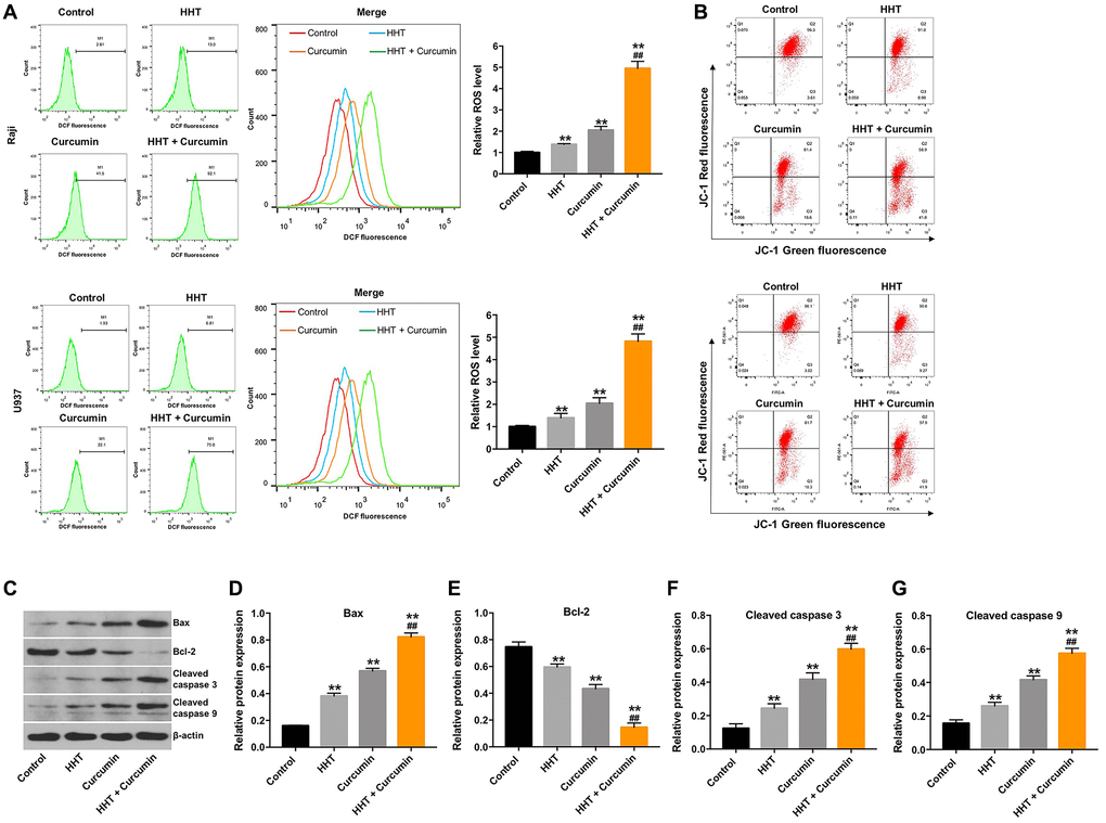 Combination of curcumin with HHT induced apoptosis of lymphoma cells via the mitochondrial-mediated apoptosis pathway. Raji and U937 cells were treated with 5 ng/mL HHT or/and 10 μM curcumin for 72 h. (A) Intracellular ROS generation was measured by DCF fluorescence. (B) MMP loss was determined via JC-1 staining. (C) Bax, Bcl-2, cleaved caspase 3, and cleaved caspase 9 expression were measured in Raji cells using Western blotting. (D, E, F, G) Relative cellular Bax, Bcl-2, cleaved caspase 3, and cleaved caspase 9 expression normalized to β-actin. **P ##P 